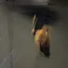 kurakurakurageeeee