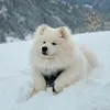 arkani.samoyed