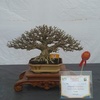 chagia.bonsai