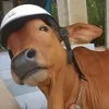 phamthanhdong12345