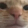 chommie_201