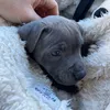 rocco_the_blue_staffy