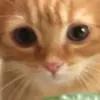 plugie.2333