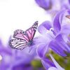 justjm463