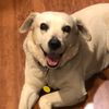 zeusdoggydog