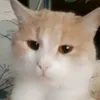 krivorykii6565