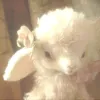 osjendd0