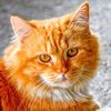 memocatfamily