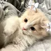 suachuidayrui