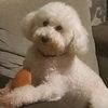 pudel_beggy