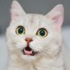 cat_king_0