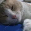 ciro_004