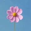 mazcic_