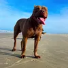 romeupitbull01