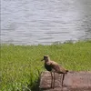 eueelajuntinhos