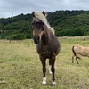 wgtn_l1lys.horses