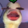 adu_tm