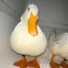 job_applicationguy