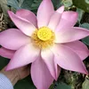 djemmy023