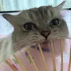 thefoxintiktok