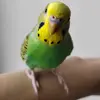 ricci_lime_parrots