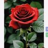 عٌآشُقُ آلَوٌروٌدٍ 🌹