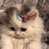 pipipaw_