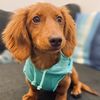 linguinetheweenie