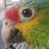 pepinilloesgrwtw