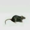 gatouwu207