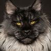 royaltythe_cat