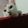 loafhuangxuxi