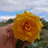 rosita46001