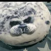eli57291