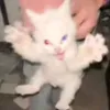 mttie_0