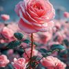 abdulhadi21440