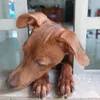 bemundai
