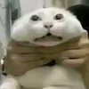 just_zenox0