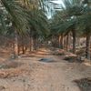 hamdhamad20