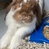 romeothebunny1
