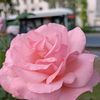 halime_119