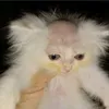 randomxpd