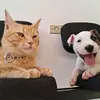 Gato's Harley & Ruara APBT