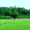 syagalaga_str