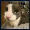 m4444dmewing