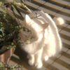 cat_ry0