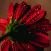 shamperfume19