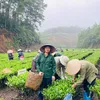 Hiếu Thắm Trà Thái Nguyên