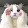 petelf21