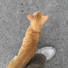 capek_bat